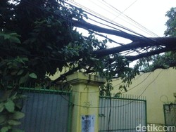 Hujan Deras, Pohon Tumbang Timpa Kabel Listrik di Cijantung