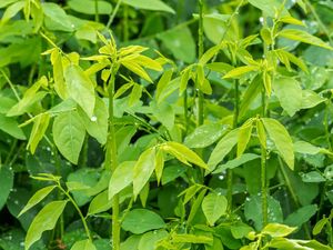 Mengapa Daun Katuk Diyakini Bisa Lancarkan ASI? Mengapa Daun Katuk Diyakini Bisa Lancarkan ASI?
