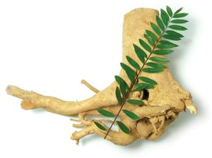 Manfaat Pasak Bumi untuk Kesehatan dan Cara Mengkonsumsinya