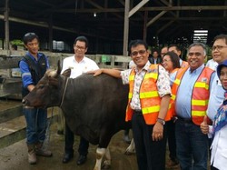 Melihat Suksesnya Peternakan di Lahan Eks Tambang di Kaltim