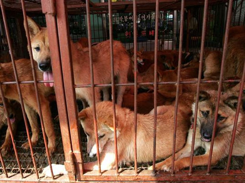 Beda Pendapat Ganjar dan Fx Rudy Soal Perda Larangan Daging Anjing