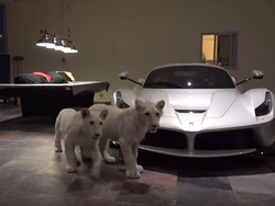 Orang Kaya Qatar Jaga Mobil Mewahnya Pakai Anak Singa Putih