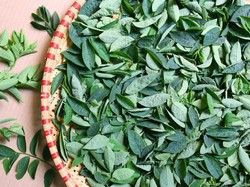 Boleh Saja Ibu Menyusui Makan Daun Katuk, Tapi Dokter Herbal Beri Catatan soal Ini