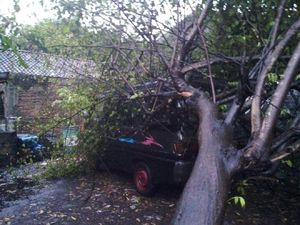 Hujan Disertai Angin Kencang Tumbangkan Belasan Pohon di Solo
