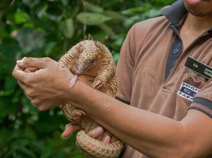 Trenggiling Diduga Berperan Sebarkan Virus Corona di China