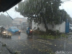 Hujan Guyur Jakarta, Pohon Tumbang di Fatmawati dan Lenteng Agung