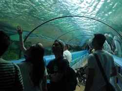 Mengenal Aneka Makhluk Laut Keren di SEA LIFE Sydney