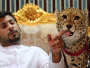 Tren Figur Publik Pelihara Satwa Liar, WWF: Biarkan di Habitatnya Tren Figur Publik Pelihara Satwa Liar, WWF: Biarkan di Habitatnya