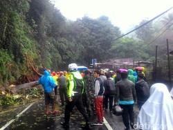 Pohon Tua Tumbang di Jalan Cianjur-Bogor, Arus Lalin Dialihkan