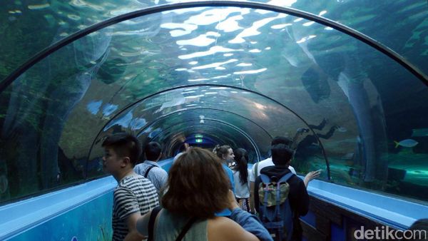 Mengintip Isi Akuarium Terkeren di Sydney