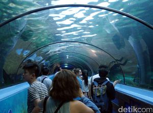 Mengintip Isi Akuarium Terkeren di Sydney