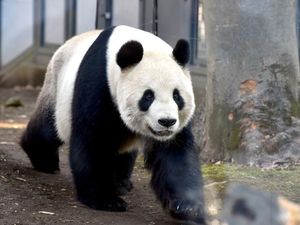 Awalnya Asyik Bermain, Panda Kembar Ini Lantas Berduel