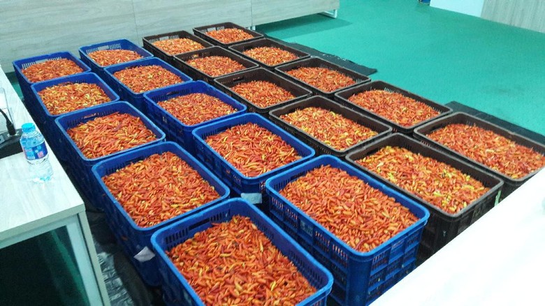 Terungkap! Permainan yang Bikin Cabai Rawit Merah Mahal Terungkap! Permainan yang Bikin Cabai Rawit Merah Mahal