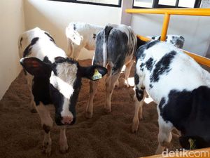 Sapi Raksasa Jadi Alasan RI Ngebet Beli Peternakan di Belgia Sapi Raksasa Jadi Alasan RI Ngebet Beli Peternakan di Belgia