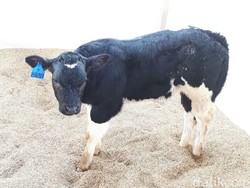 Melihat Belgian Blue, Sapi Raksasa Bernama Gatot Kaca