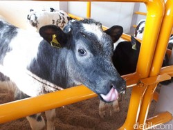 Berbobot Raksasa, Apa Keunggulan Sapi Belgian Blue?