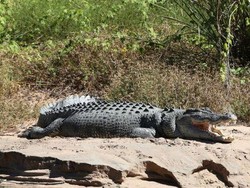 Populasi Buaya Air Asin di Australia Barat Meningkat