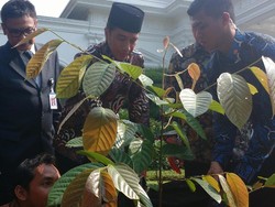 Save Pohon Ulin dari Tubir Kepunahan!