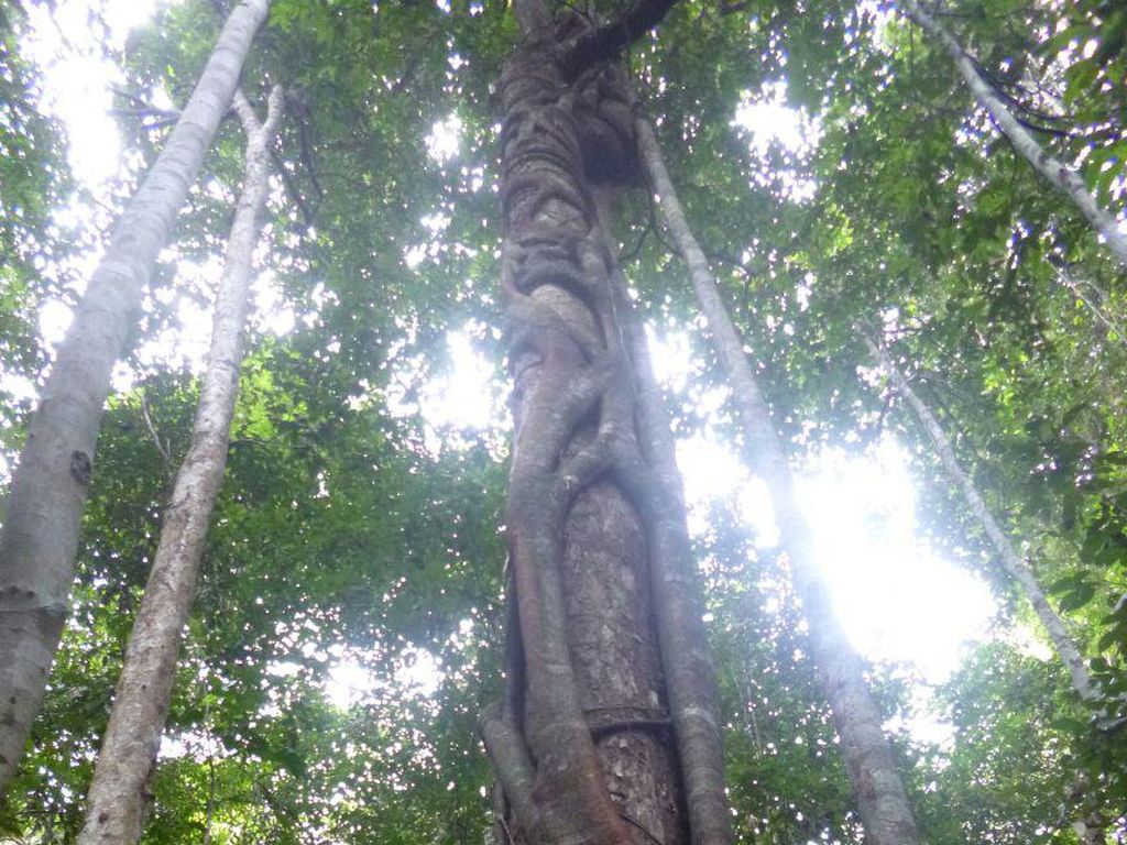 Melupakan Hutan Adat Melupakan Hutan Adat
