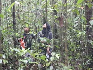 Hutan Adat, Pohon Ulin & Mitos Kutukan di Kalimantan Tengah