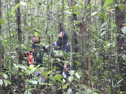 Kutukan Pohon Ulin dan Kisah Siti Maimunah di Hutan Adat