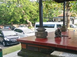 Cerita Turis yang Diganggu Monyet Usil di Pura Uluwatu Bali