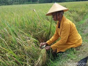 Atur Harga Beras, RI Bisa Belajar dari Malaysia