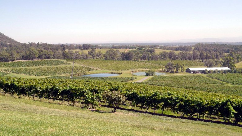 Hijaunya perkebunan anggur di Hunter Valley, Australia (Wahyu/detikTravel)