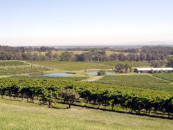 Rahasia Tanaman Anggur Tumbuh Subur di Australia