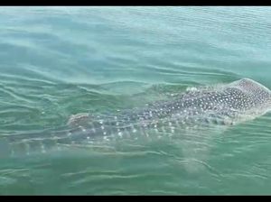 Peristiwa Langka Saat Hiu Paus Muncul di Teluk Jakarta