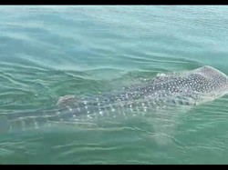 Sudin Lingkungan DKI: Jangan Ganggu Hiu Paus di Kepulauan Seribu