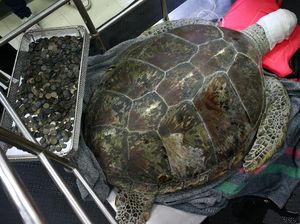 915 Koin Dikeluarkan dari Perut Penyu di Thailand