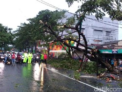 Ini Lokasi Pohon Tumbang akibat Hujan Disertai Angin di Surabaya