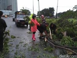 Berjas Hujan dan Sepatu Pink, Risma Bantu Bersihkan Pohon Tumbang
