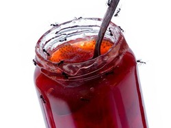 9 Bahan yang Bisa Usir Semut di Dapur