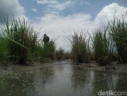 Tercemar Limbah Kulit, Petani di Garut Merugi Jutaan Rupiah