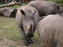 Penyusup Gergaji Cula Badak Putih di Kebun Binatang Perancis