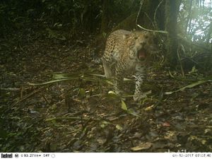 Populasi Macan Tutul di Jabar Masih Misterius
