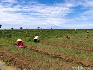 DPR Pertanyakan Nasib Impor Produk Hortikultura Era UU Cipta Kerja