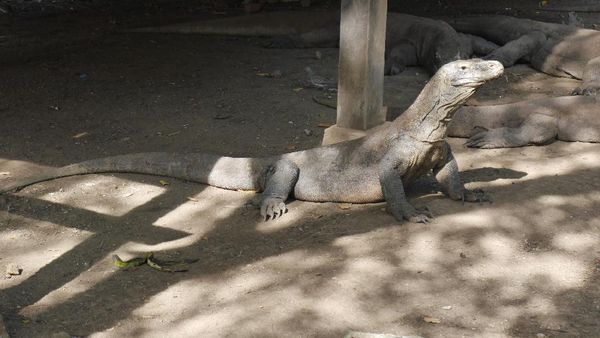Potret Naga Purba di Taman Nasional Komodo