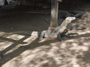 Potret Naga Purba di Taman Nasional Komodo