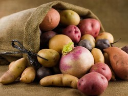 Umbi Batang: Pengertian, Contoh, dan Manfaatnya bagi Manusia