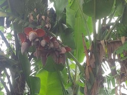 Unik, Jantung Pisang di Medan Ini Berjumlah 10