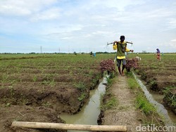 Polisi Selidiki Dugaan Rekayasa Pengadaan Fasilitas Bawang Merah