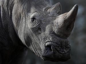 Singapura Sita 20 Cula Badak Senilai Rp 18 M di Bandara Changi! Singapura Sita 20 Cula Badak Senilai Rp 18 M di Bandara Changi!