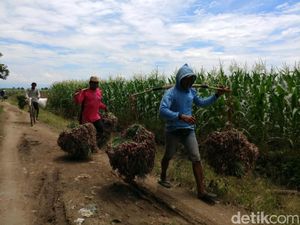 Harga Bawang Anjlok Jadi 8.000/Kg, Petani Tagih Janji Pemerintah