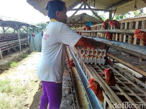 Pakan Ternak AGP Dilarang, Ayam di Blitar Diserang Penyakit