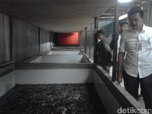 RI Ekspor Belut ke China 1 Ton/Hari RI Ekspor Belut ke China 1 Ton/Hari