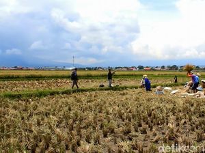 136 Ribu Ha Sawah Sudah Beralih Fungsi, RI Bisa Swasembada Pangan? 136 Ribu Ha Sawah Sudah Beralih Fungsi, RI Bisa Swasembada Pangan?