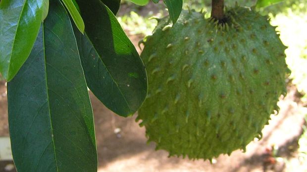 Sirsak, buah dan daunnya. (Dok. commons.wikimedia.org/Damien Boilley)